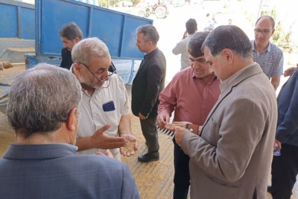 ۵۰۰ دستگاه کمپاین کار برداشت گندم در شهرستان‌ انجام می دهند