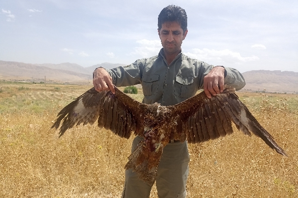 رهاسازی 3 بهله پرنده شکاری به دامان طبیعت شهرستان