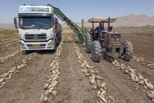برداشت چغندرقند از مزارع شهرستان سرپل ذهاب