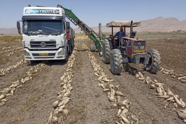 برداشت چغندرقند از مزارع شهرستان سرپل ذهاب