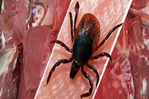 هشدار اداره دامپزشکی هرسین درباره شیوع بیماری تب کریمه کنگو