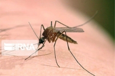 سالک کشنده نیست/ضرورت استفاده از مواد دور کننده حشرات در مناطق روستایی