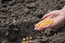 آغاز کشت ذرت دانه ای در مزارع شهرستان