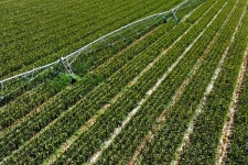 کاهش ۲۷ درصدی مصرف آب در حوضه آبریز دریاچه ارومیه با کمک کشاورزی پایدار