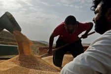 خرید تضمینی گندم با رشد ۳۰ درصدی از ۸ میلیون تن گذشت