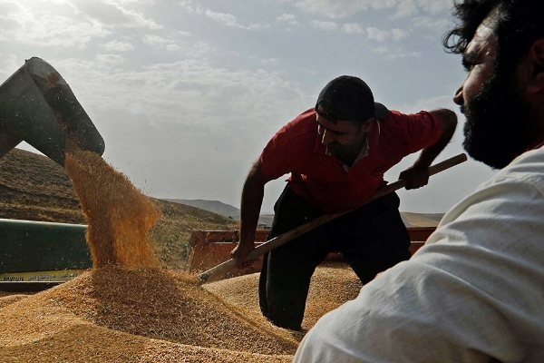 خرید تضمینی گندم با رشد ۳۰ درصدی از ۸ میلیون تن گذشت