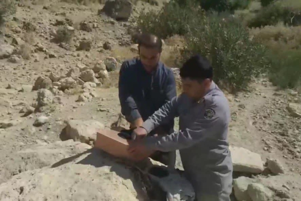 کشف و ضبط تعداد ۲۳ فرد سهره طلایی از شکارچیان غیر مجاز در شهرستان