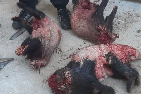 متخلف شکار غیر مجاز سه سر تشی در شهرستان مجازات شد