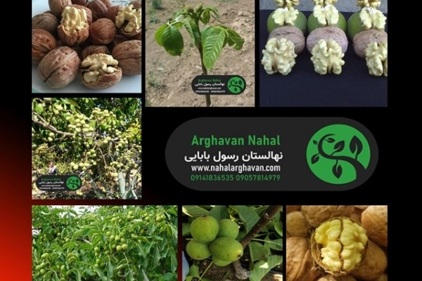 این نهال در نهالستان ارغوان نهال خریداران خارجی را به ایران کشاند