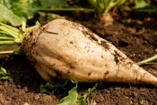 کشت بیش از ۲هزار هکتار چغندرقند در شهرستان