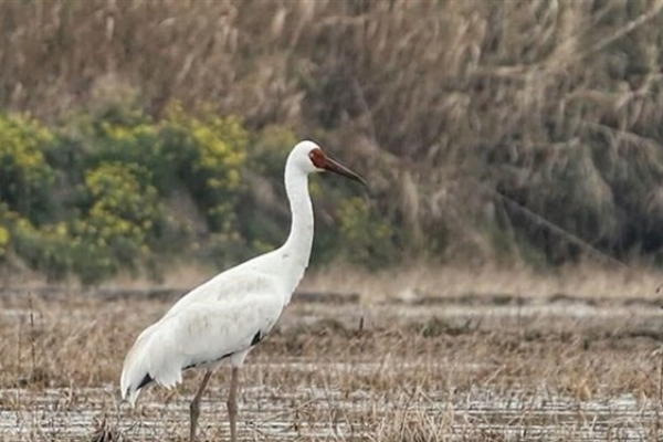 آیا درنای سیبری به ایران بازگشته است؟
