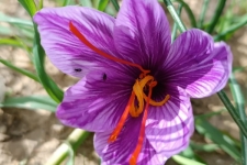 کشت زعفران از نظر اقتصادی سود آوری زیادی برای کشاورزان خواهد داشت