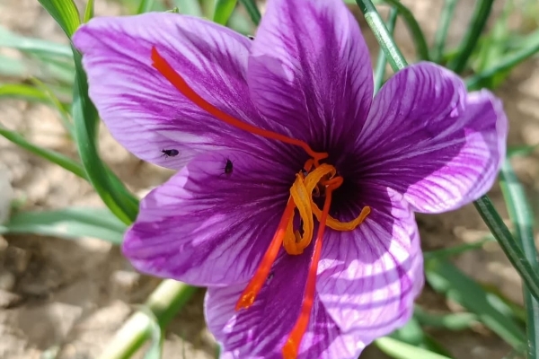 کشت زعفران از نظر اقتصادی سود آوری زیادی برای کشاورزان خواهد داشت