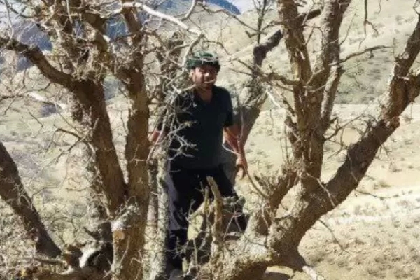 آلودگی درختان بلوط سرپل‌ذهاب به آفت لورانتوس