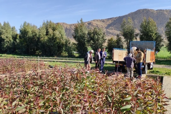 توزیع ۴۰۰ هزاراصله نهال در بین شهرستان‌های‌غربی سرپل‌ذهاب، قصرشیرین و گیلانغرب