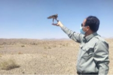 بازگشت دو بهله پرنده شکاری دلیجه به دامن‌طبیعت شهرستان سرپل‌ذهاب