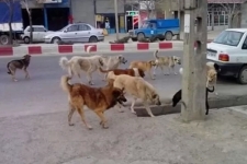 مطالبه سرپل‌ذهابی برای جمع‌آوری و عقیم‌سازی سگ‌های ولگرد