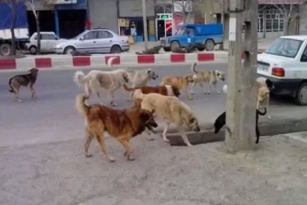 مطالبه سرپل‌ذهابی برای جمع‌آوری و عقیم‌سازی سگ‌های ولگرد