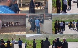تخصیص اعتبار برای رفع مشکلات مجتمع پرواربندی گوساله روستای قیطگ در بخش قلعه‌شاهین