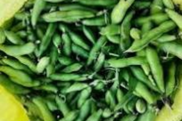 آغاز برداشت محصول باقلا از مزارع شهرستان