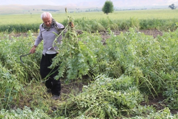 آغاز برداشت باقلا از مزارع سرپل‌ذهاب