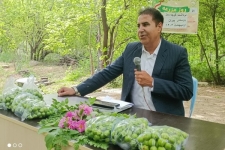 آغاز برداشت نوبرانه گوجه‌سبز وبرگزاری مراسم روز مزرعه در شهرستان