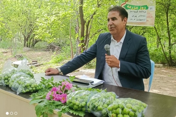 آغاز برداشت نوبرانه گوجه‌سبز وبرگزاری مراسم روز مزرعه در شهرستان
