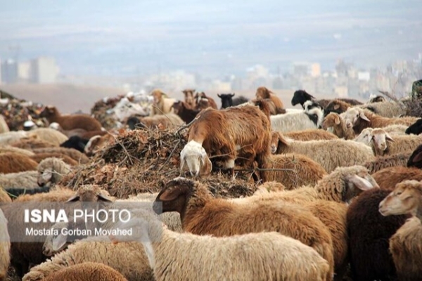 دلار آرام شد، قیمت دام زنده کاهشی