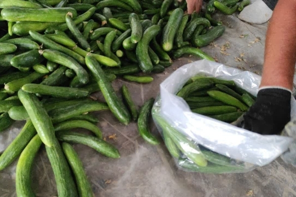 برداشت خيار از مزارع سرپل‌ذهاب آغاز شد