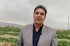 برداشت خیار از ۱۰۰ هکتار از مزارع شهرستان آغاز شد