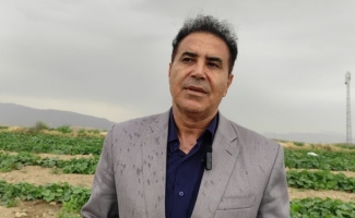 برداشت خیار از ۱۰۰ هکتار از مزارع شهرستان آغاز شد