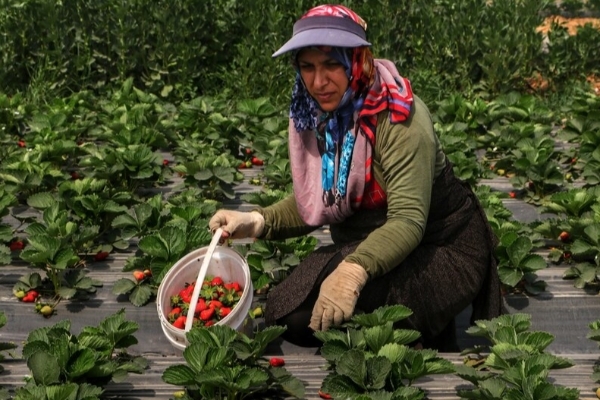 کشت توت فرنگی برای اولین بار در شهرستان/ ۳۵ تن برآورد برداشت پیش شده است