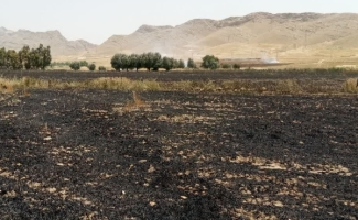 ۹ هکتار از مزارع بخش مرکزی سرپل ذهاب طعمه حریق شد