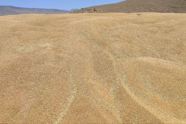 80 هزارتن گندم به سیلوهای شهرستان سرپل‌ذهاب تحویل داده شد