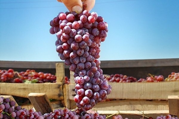 برداشت ۲۰ هزار تن انگور یاقوتی در سیستان و بلوچستان