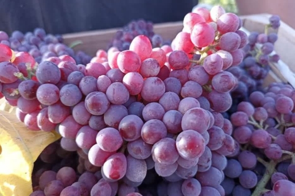 آغاز برداشت انگور یاقوتی از باغات شهرستان