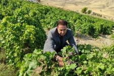 برداشت انگور یاقوتی از باغات شهرستان سرپل‌ذهاب آغاز شد