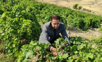 برداشت انگور یاقوتی از باغات شهرستان سرپل‌ذهاب آغاز شد