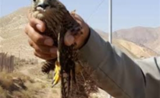 بازگشت یک بهله پرنده شکاری دلیجه به دامان طبیعت شهرستان