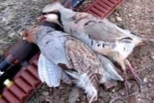 کشف و ضبط تعداد هشت قطعه تیهو ، یک قبضه اسلحه PCP از شکارچیان متخلف در شهرستان