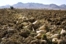 ورود دستگاه کمباین برداشت چغندر قند برای اولین بار به شهرستان