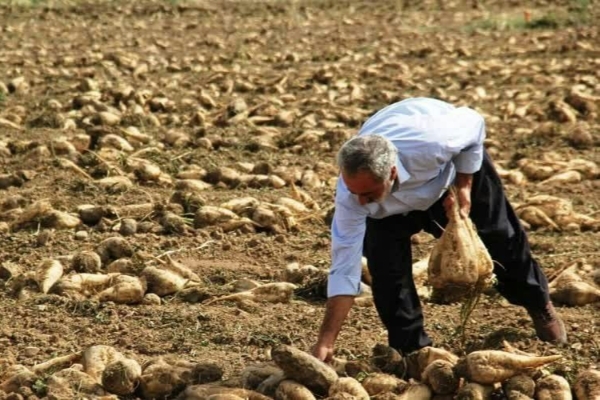 ادامه برداشت چغندر قند در سرپل ذهاب از بیش از سه هزار هکتار