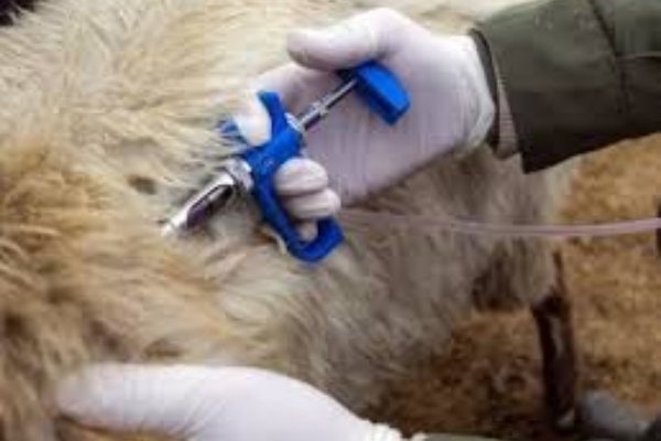 شروع انجام واکسیناسیون رایگان فاز اول تب برفکی در سطح شهرستان