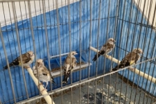 کشف و ضبط پنج قطعه سهره طلایی از متخلف زنده گیری پرندگان در شهرستان