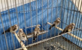کشف و ضبط پنج قطعه سهره طلایی از متخلف زنده گیری پرندگان در شهرستان