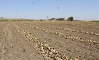 مازاد تولید چغندر قند دردسر کشاورزان سرپل‌ذهابی