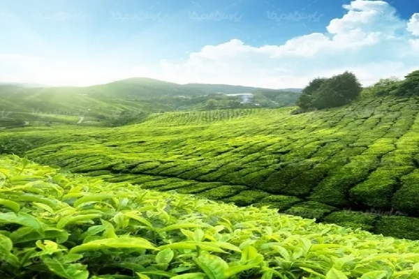 مدیر اجرایی سندیکای چای کارخانجات شمال: واردات چای به 20 هزار تن رسید