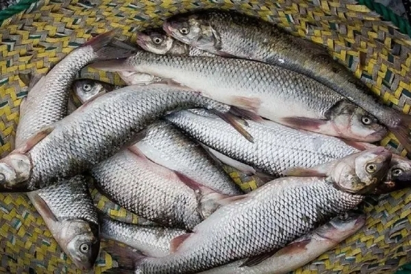 صادرات قزل‌آلا به ۵ هزار تن رسید