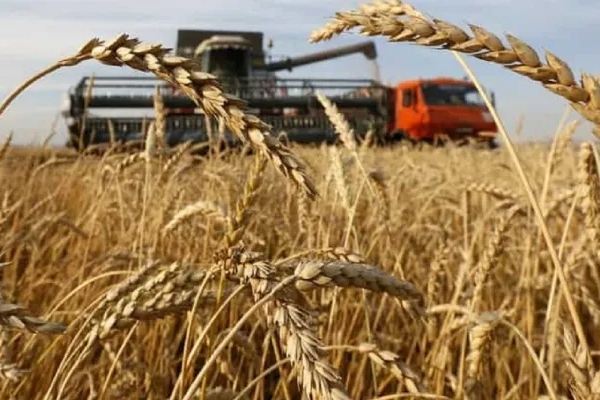 سالانه ۱۶ میلیون تن غلات وارد کشور می‌شود