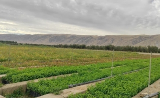 کاشت ۴۰۰ هزار اصله نهال در سرپل‌ذهاب